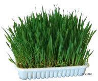 Kerbl 100g Knaagdiergras